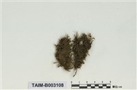 藏品(絹苔科)的圖片
